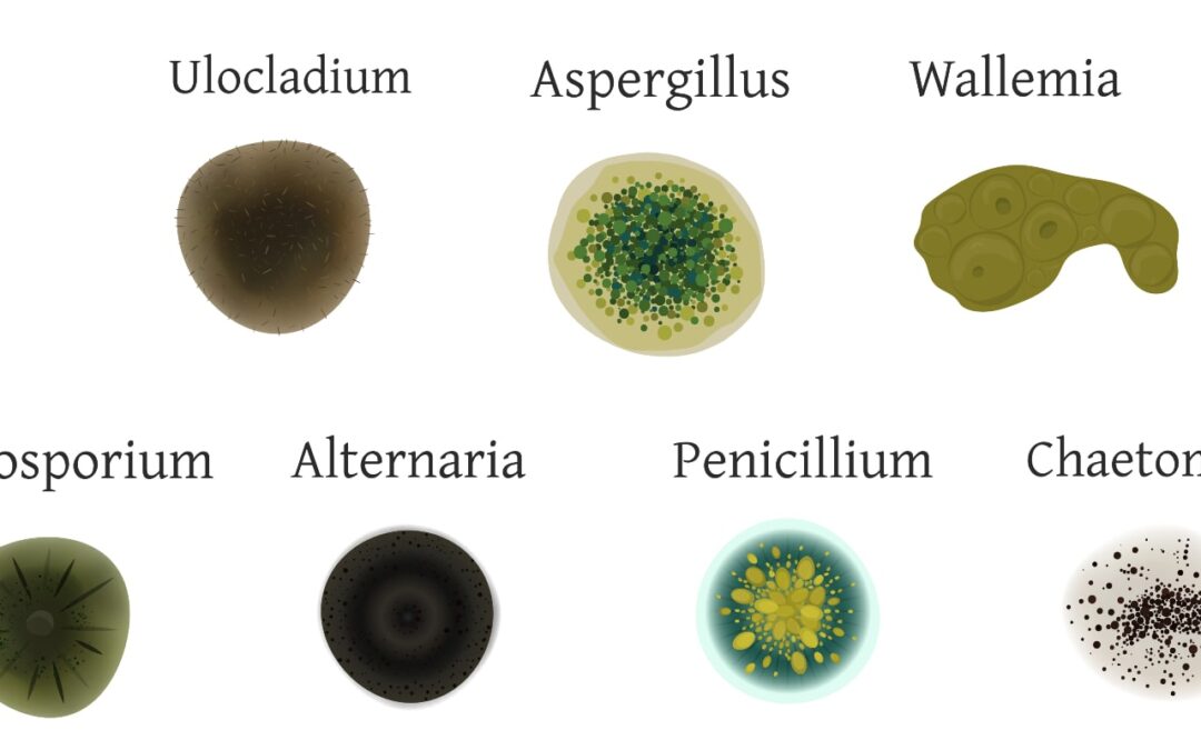 Image of types of mold in cars