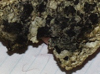 image of Stachybotrys black mold