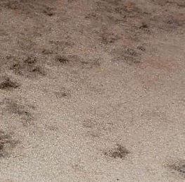 Mold carpet stains