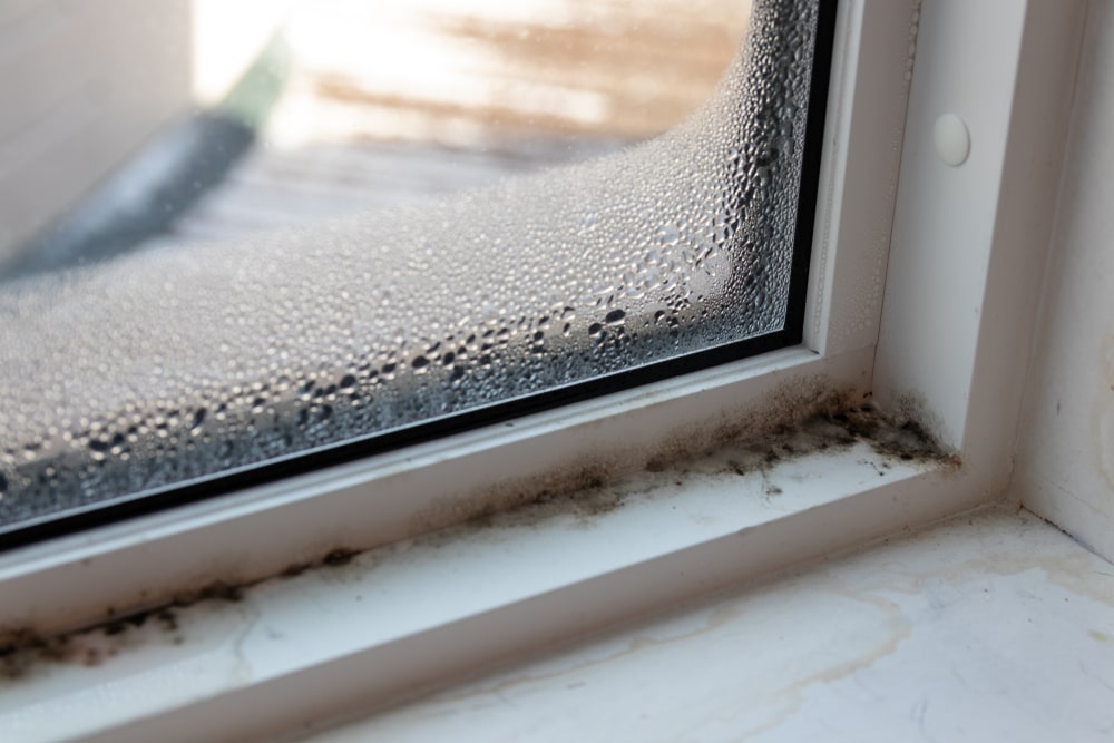 photo showing moisture and mold