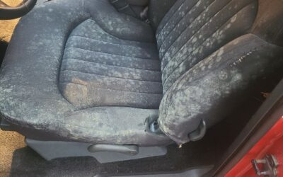 Driving a car with mold can be harmful