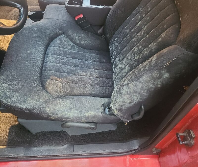 Driving a car with mold can be harmful