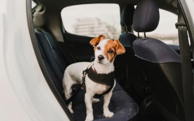 What you Should Know About the Impacts of Car Mold on your Pet