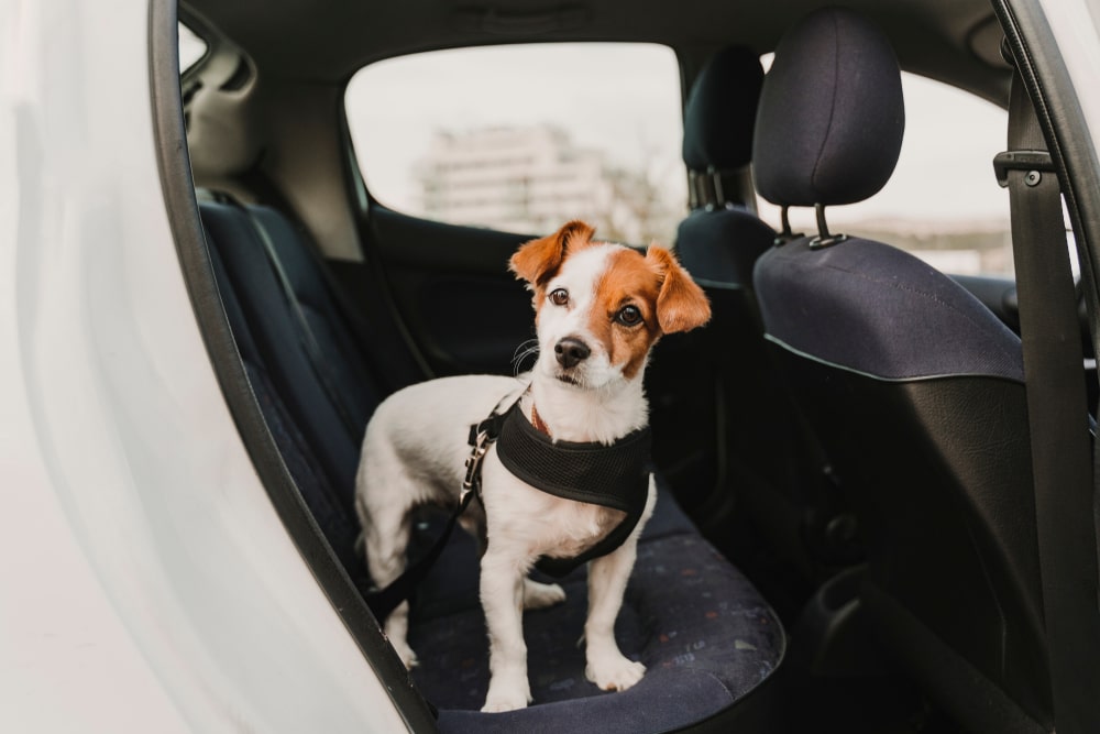 What you Should Know About the Impacts of Car Mold on your Pet