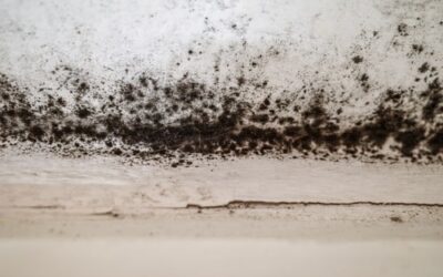 Photo of black mold