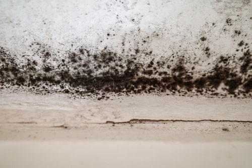 Photo of black mold