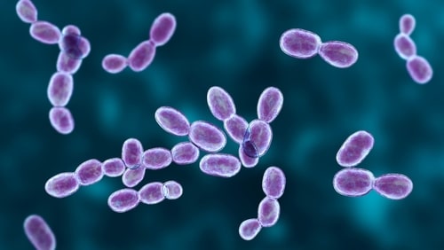 How Mold Spreads in a Car