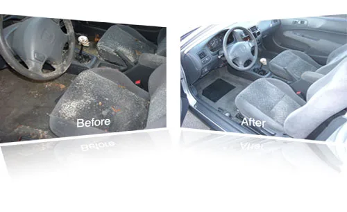 Car Mold Removal Services