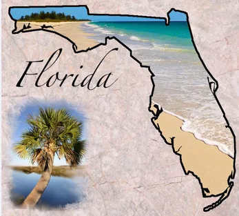 Florida Car Mold Removal Near Me